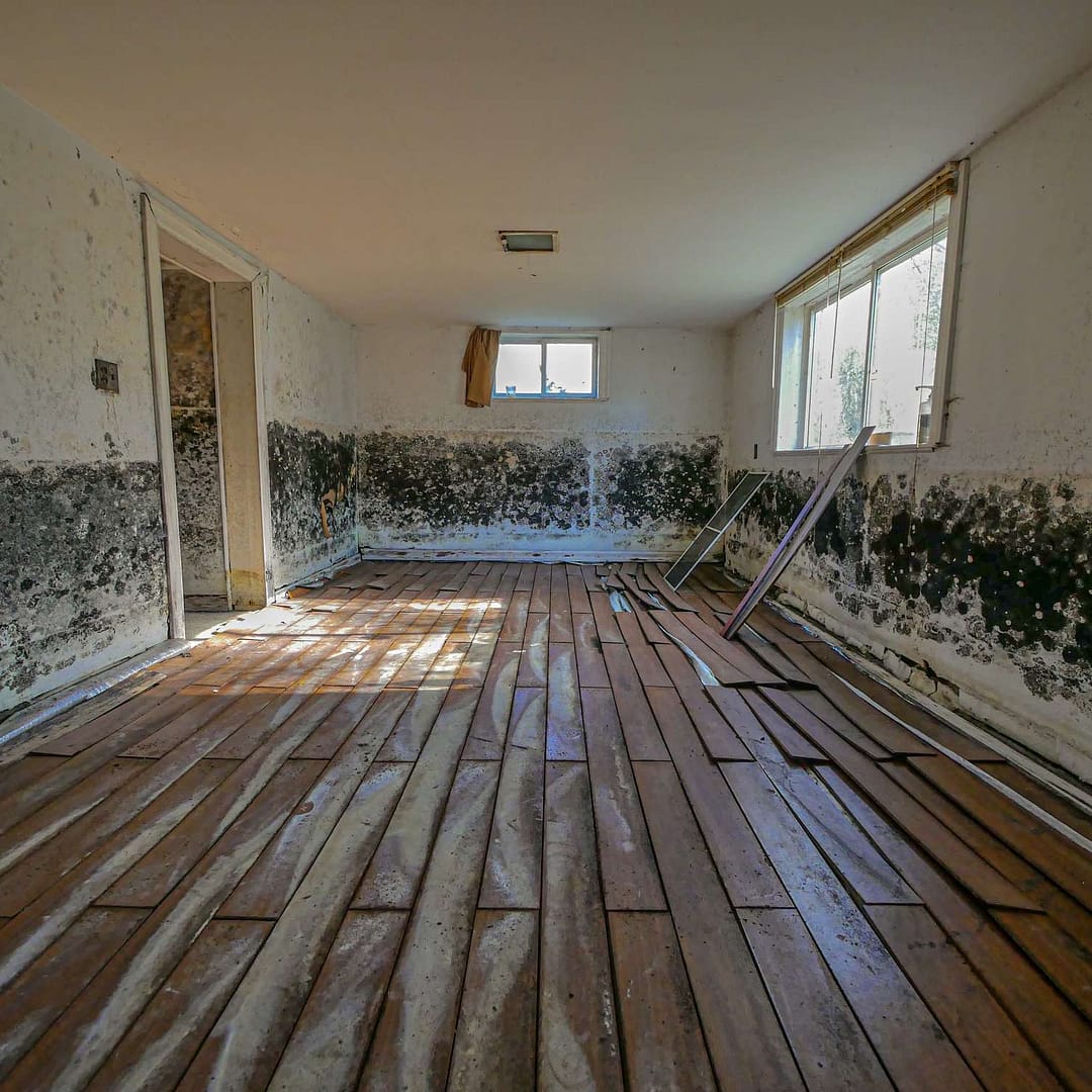 Mold Remediation and Inspection Services